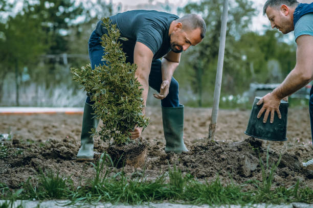 Reliable Harmony, PA Tree Service Solutions